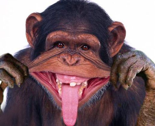 Funny Monkey